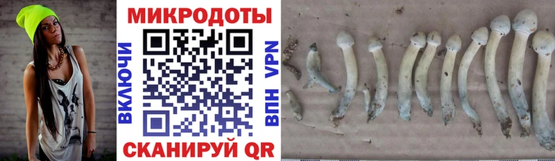 Псилоцибиновые грибы Psilocybe Слюдянка